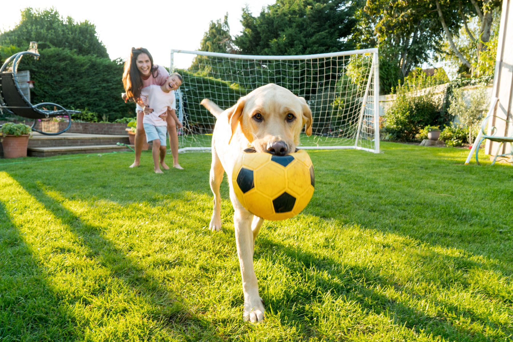 Dog running with a ball while a family plays in a clean backyard