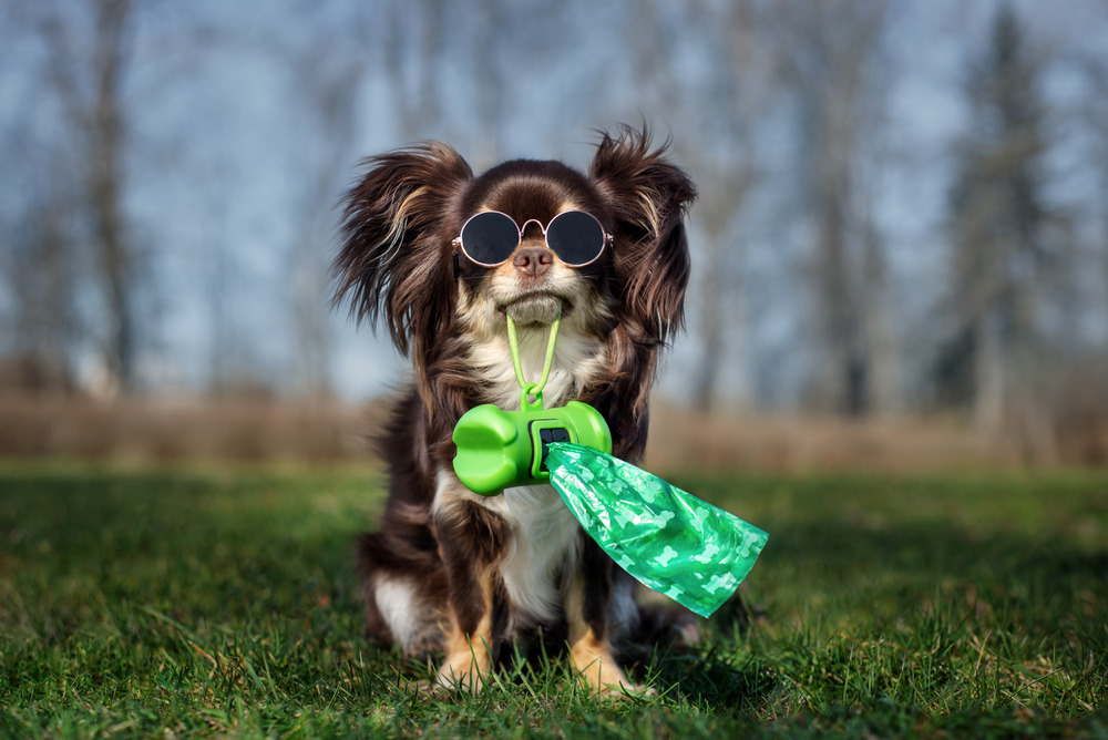 A happy chihuahua sitting on a clean green lawn holding a green poop-bag dispenser, representing hassle-free weekly dog waste removal